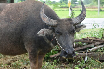 Fototapeta na wymiar buffalo in the wild