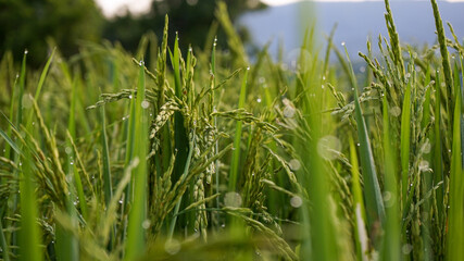Close up of green rice and dew