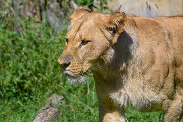 Portrait of a big female African lion ( Panthera leo )