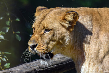 Portrait of a big female African lion ( Panthera leo )