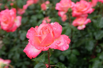 pink roses in garden after rain 