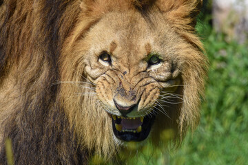 Big male African lion ( Panthera leo ) Close up of a lion s face with bare teeth 