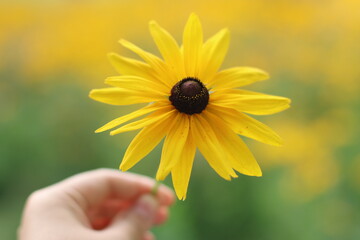 yellow flower in a hand