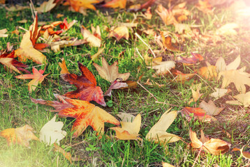 Autumn colors. Leaves on the grass