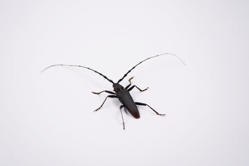 cerambyx cerdo beetle, isolated on white background
