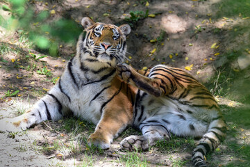 Close up of a tiger s face - Tiger Panthera tigris altaica 