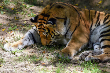 Close up of a tiger s face - Tiger Panthera tigris altaica 
