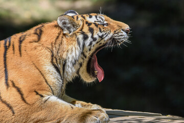 Close up of a tiger s face with bare teeth Tiger Panthera tigris altaica 