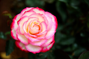 A multi colors rose.