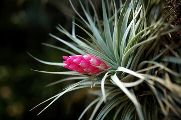Tillandsia stricta (An air plant)