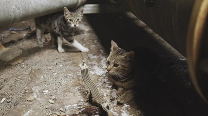 Stray catn in industrial interior