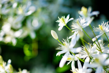 Small white fragrant flowers of Clematis recta or Clematis flammula or clematis Flowery natural...