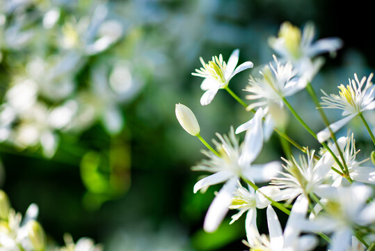 Small white fragrant flowers of Clematis recta or Clematis flammula or clematis Flowery natural background