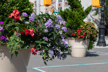 Fototapeta na wymiar Colorful Flowers in a Large Flower Pot along the Street in Greenwich Village of New York City during Summer