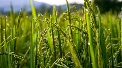 Close up of green rice in the morning