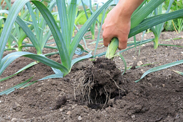 a gardener pulling up a leek plant.