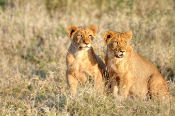 LIONS (Panthera leo)  half grown cubs 