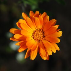 Orange flower of calendula on a dark background. Medicinal plant. Square photo format. Selective focus
