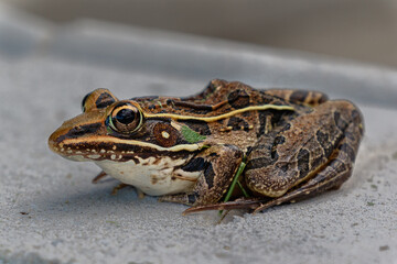frog sitting on a stone
