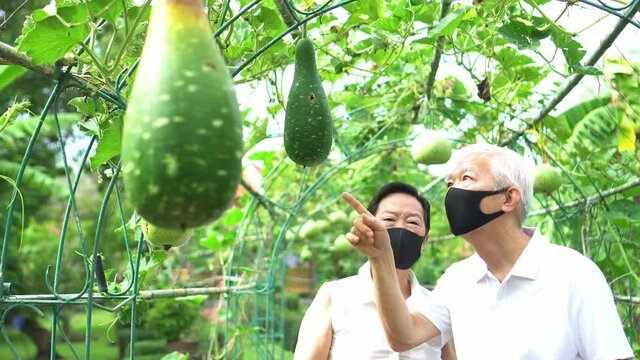 Asian senior elder couple wearing Covid-19 mask do winter gourd farm business together