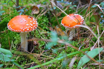 two beautiful fly agarics in the forest