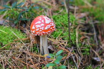 little red fly agaric in the forest