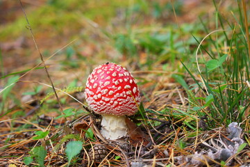 little red fly agaric in the forest