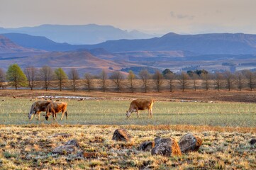 BEEF CATTLE graze on winture pasture and maize stubble against a backdrop of the Drakensberg mountains, kwazulu natal, South Africa