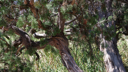 Low angle close-up view into the canopy of an old tree with a damaged trunk and twisted branches but lush green sunlit foliage