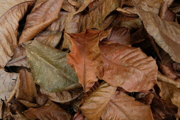 Leaves do not dry