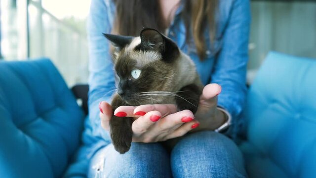  Mekong Bobtail cat  in hand