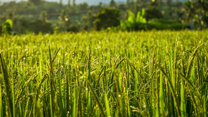 Close up of green rice in the morning