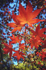 Japanese maple leaves of red and yellows colours during their autumn display, Surrey, UK