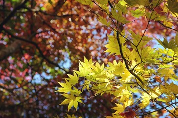 Japanese maple leaves of yellow colours during their autumn display, Surrey, UK