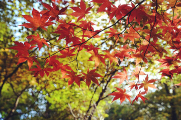 Japanese maple leaves of red and yellows colours during their autumn display, Surrey, UK