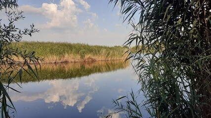 reflection of trees in water