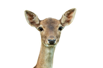 fallow deer, dama dama, head looking to the camera isolated on white background. Brown animal...
