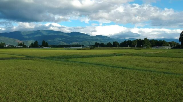 秋の田園風景　青空　空撮