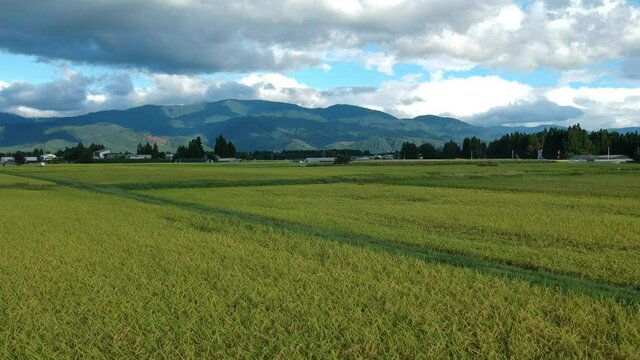 秋の田園風景　青空　空撮