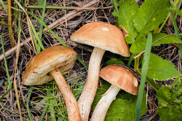 Boletus edulis edible mushroom in the forest	