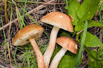 Boletus edulis edible mushroom in the forest	