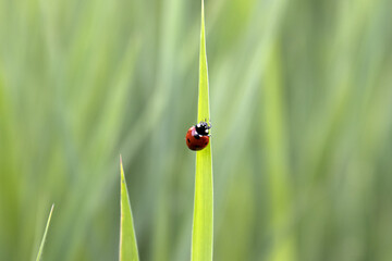 Coccinella portafortuna