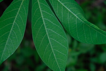green leaves from shrub plants
