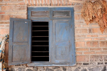 The dried tobacco leaves are lined up, with a brick wall background