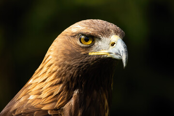 Majestic golden eagle, aquila chrysaetos, looking in nature in close-up. Magnificent bird of pray staring in wilderness. Wild feathered predator head in detail.