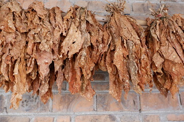 The dried tobacco leaves are lined up, with a brick wall background