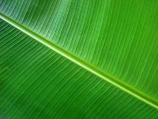 Heliconia leaf background