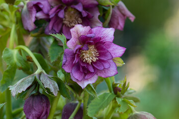Hellebore flower Double Hybrids Red Promise