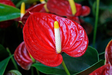 Flamingo flowers (Anthurium andraeanum Linden ex Andre)