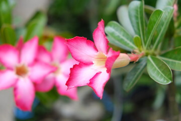 Adenium obesum is a species of flowering plant in the dogbane family, Apocynaceae, that is native to the Sahel regions, south of the Sahara